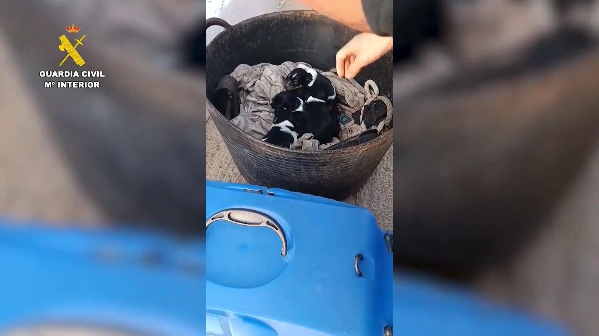 La Guàrdia Civil investiga un veí de Tortosa per mutilar la cua de tres cadells de gos