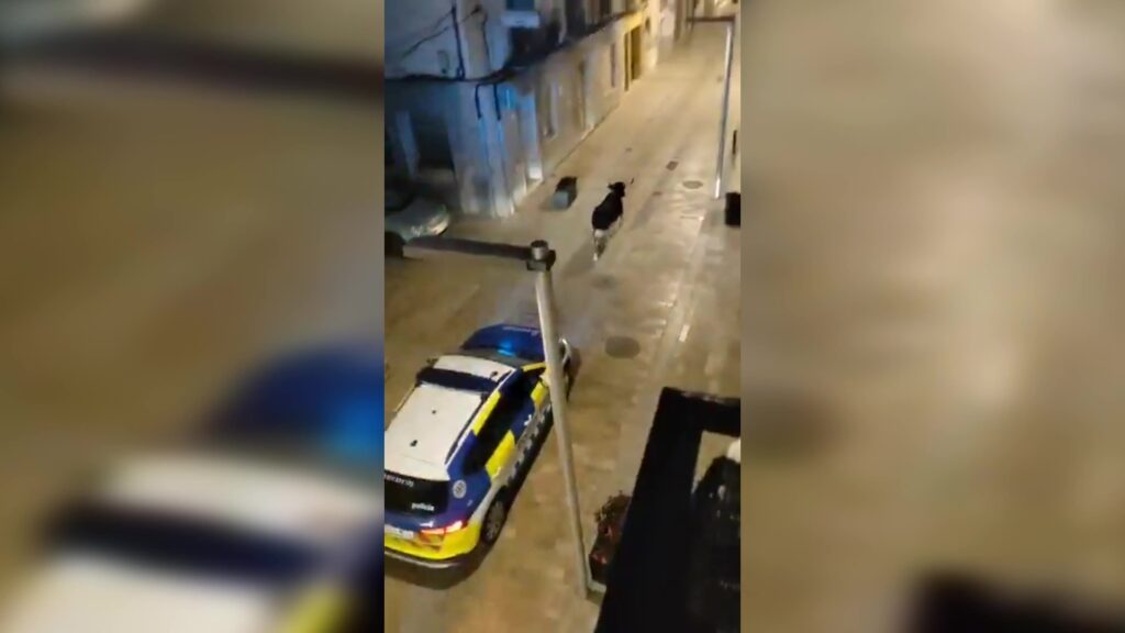 Ensurt a Ulldecona quan una vaqueta s’ha escapat de la plaça de bous