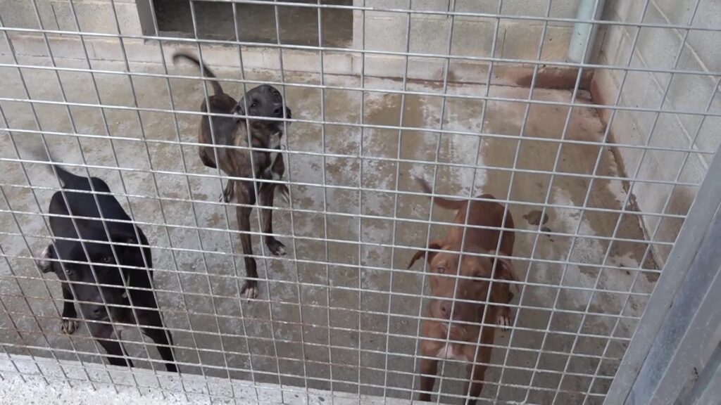 Rescatats set gossos al Reguers tancats en un espai de 4m2, sense llum ni ventilació