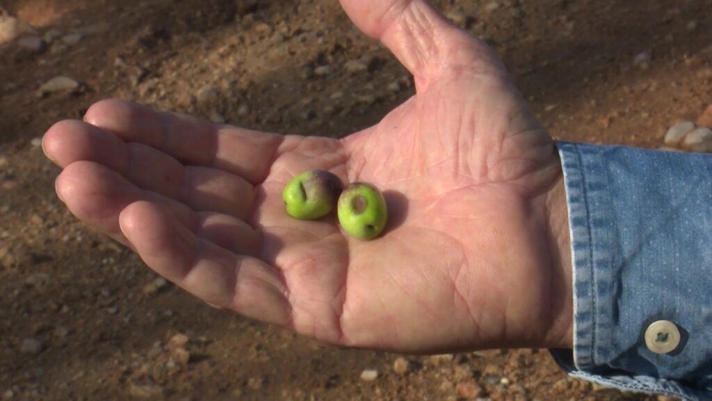 El temporal deixa el camp ebrenc en una situació crítica: pèrdues greus en oliveres i cítrics