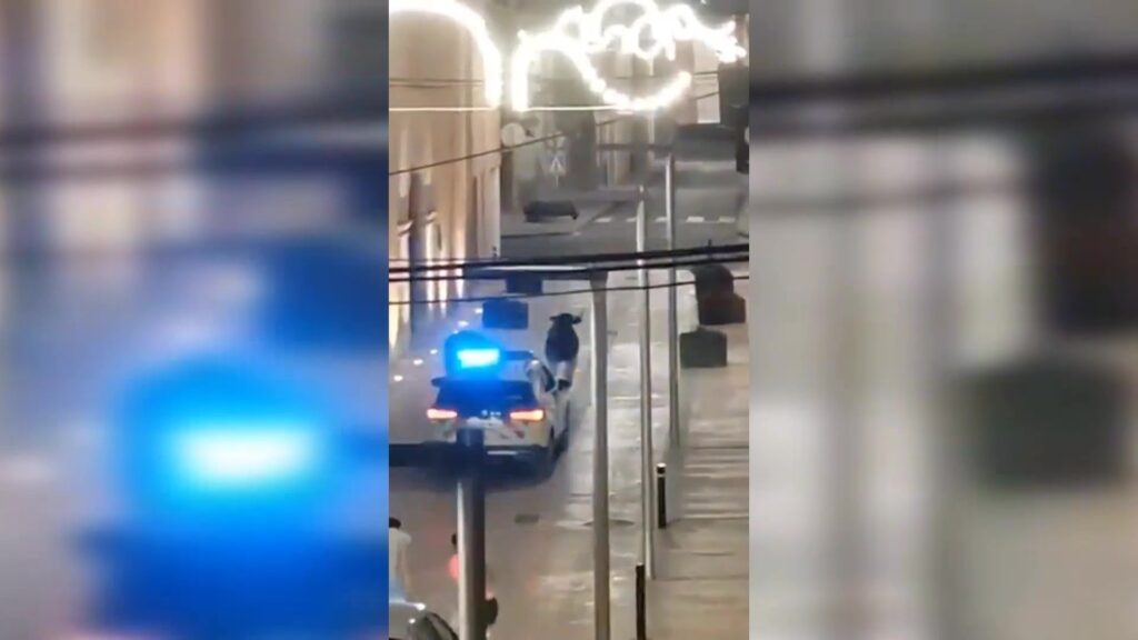 Sanció a l’Ajuntament d’Ulldecona pels correbous després que una vaca escapés del recinte