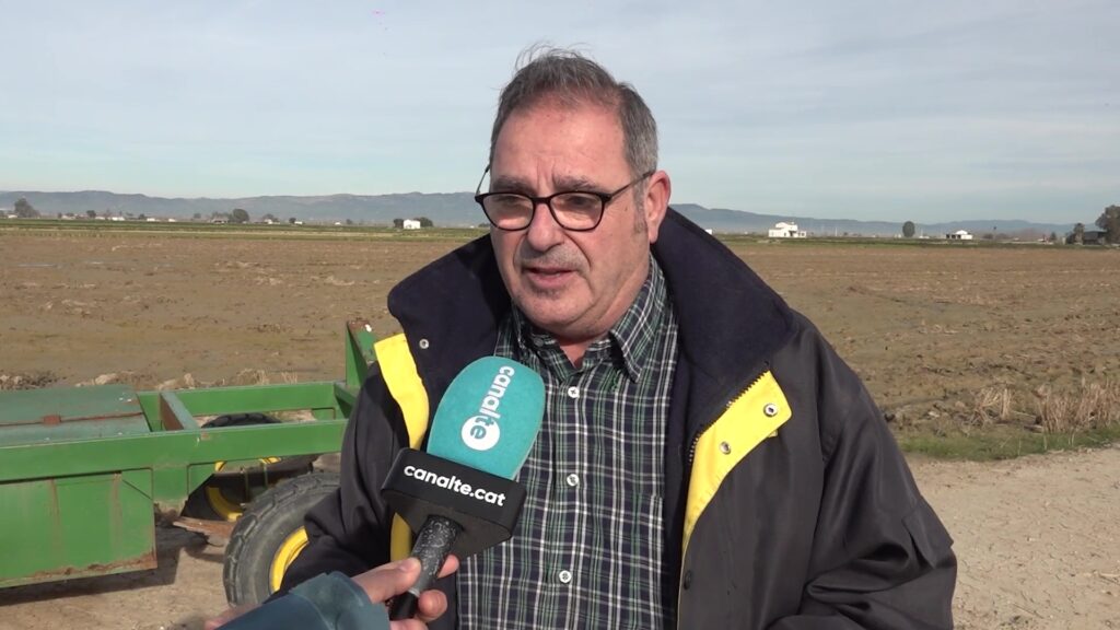 El sector de l’arròs del delta de l’Ebre pot sortir perjudicat amb el Mercosur