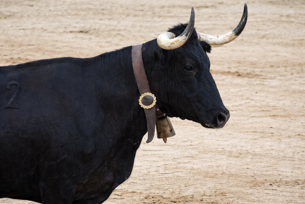 Imatge d'un bou durant una celebració taurina.