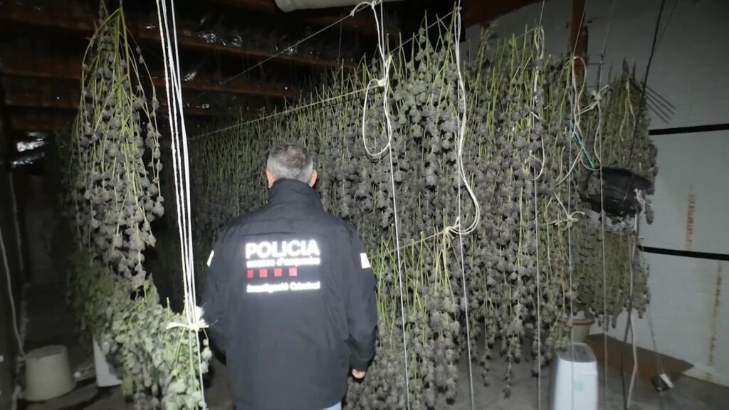Agents dels Mossos d'Esquadra inspeccionant una plantació interior de marihuana a la Sénia, Montsià.