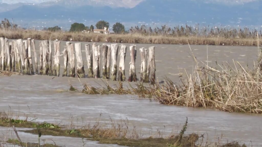 Estaques de fusta clavades a l'aigua en un camp d'arròs inundat pel mar a Deltebre, Baix Ebre.