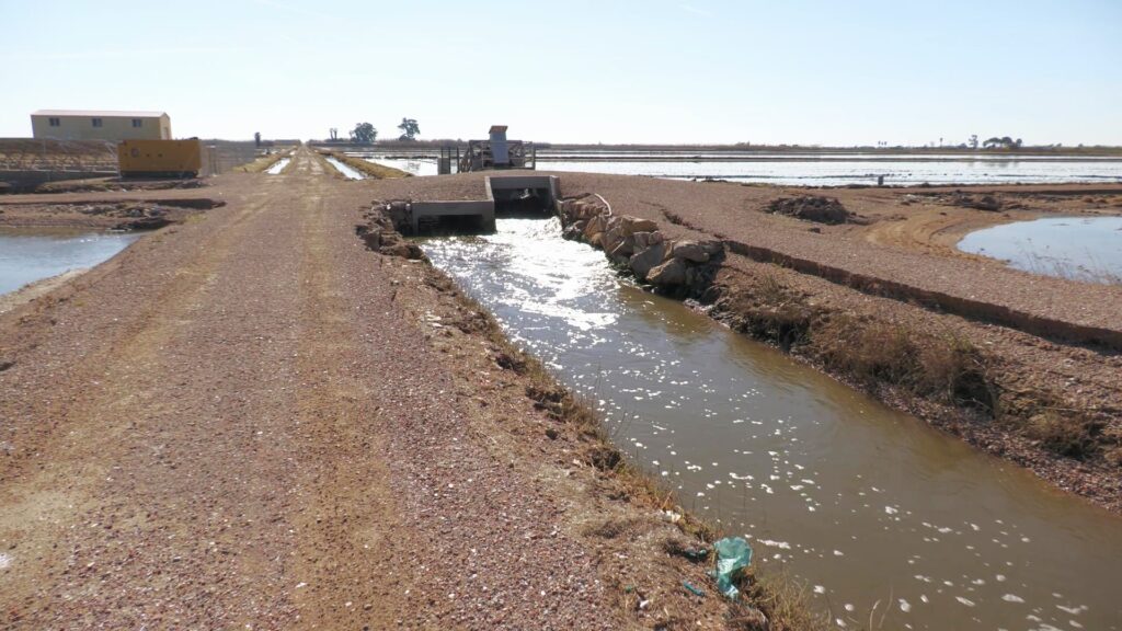 El regants inicien les maniobres de rentat dels arrossars afectats per la ventada Canal de reg a l'Esquerra de l'Ebre amb aigua dolça per al rentat de salinitat als arrossars de Deltebre.
