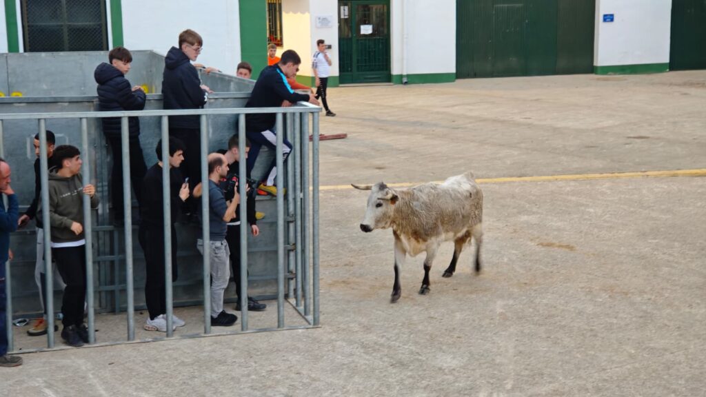 Bous a Godall durant les festes de Carnaval