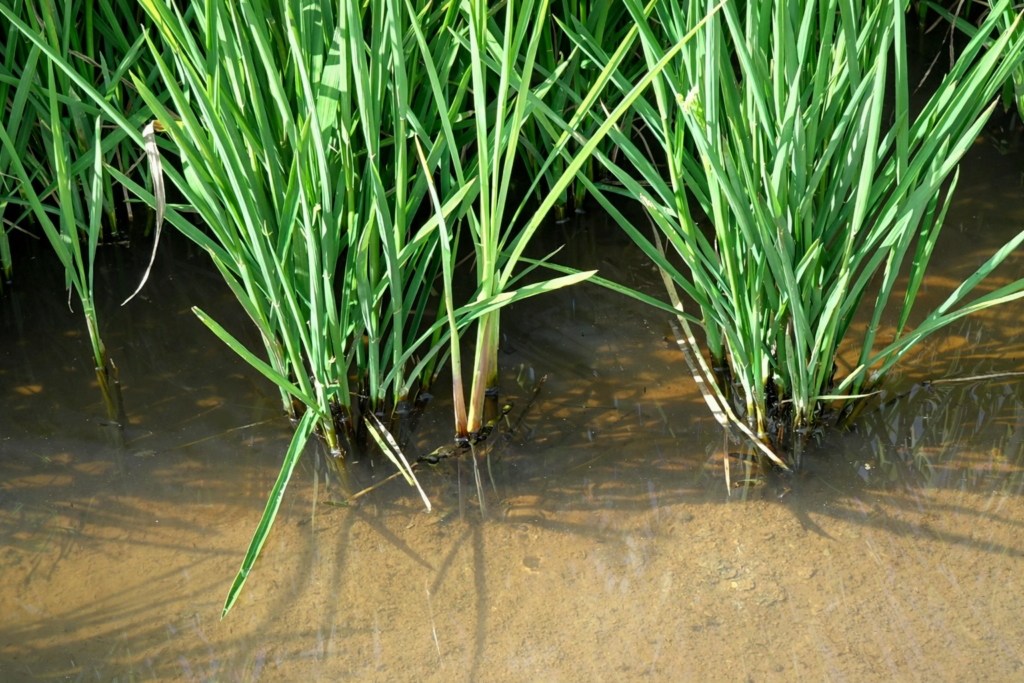 Detall de plantes d'arròs creixent en un camp inundat al Delta de l'Ebre.
