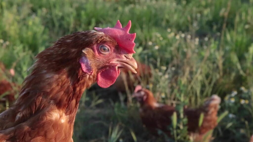 Gallina de plomatge roig en una explotació a l'aire lliure a les Terres de l'Ebre.