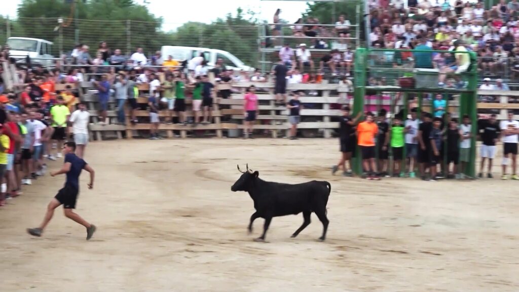 Jove corrent davant d'una vaqueta en una plaça de bous a les Terres de l'Ebre durant les festes majors.