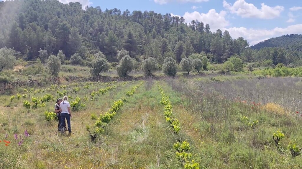 L’agricultura regenerativa combat la despoblació i el canvi climàtic a Caseres Vinya gestionada amb agricultura regenerativa a Caseres, Terra Alta, amb la Vall Rovira al fons.