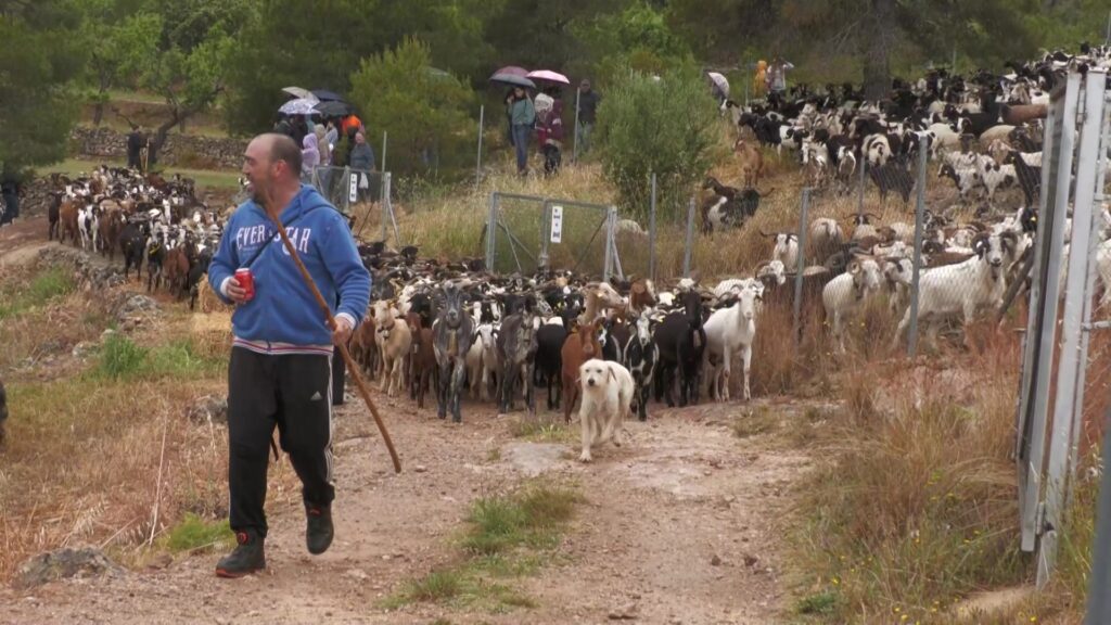 Pastors i ramat de cabres blanques durant la fira ramadera de Rasquera a la Ribera d'Ebre.