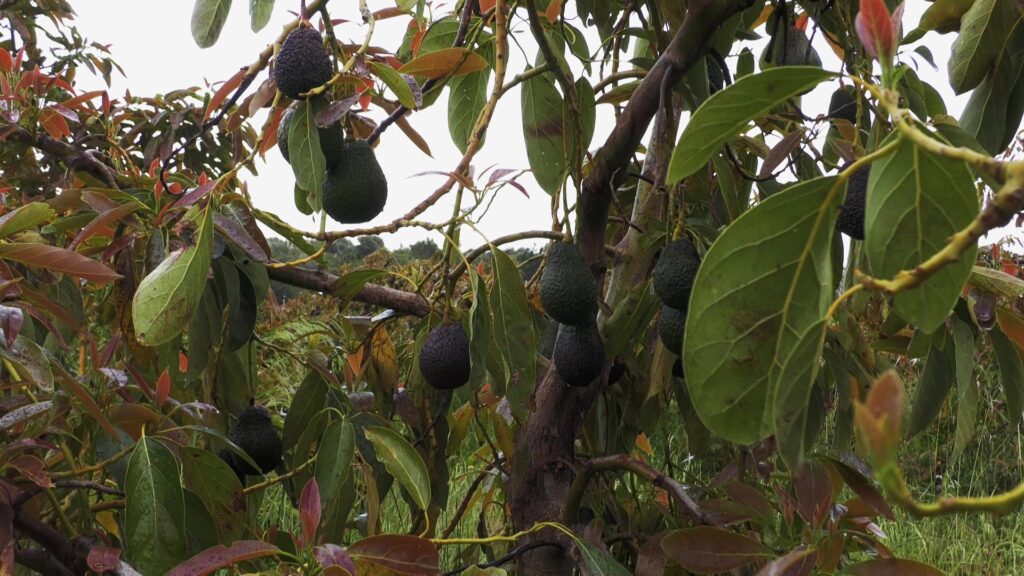 Alvocats en un arbre d'una finca ecològica d'Alcanar a les Terres de l'Ebre en un dia de pluja.