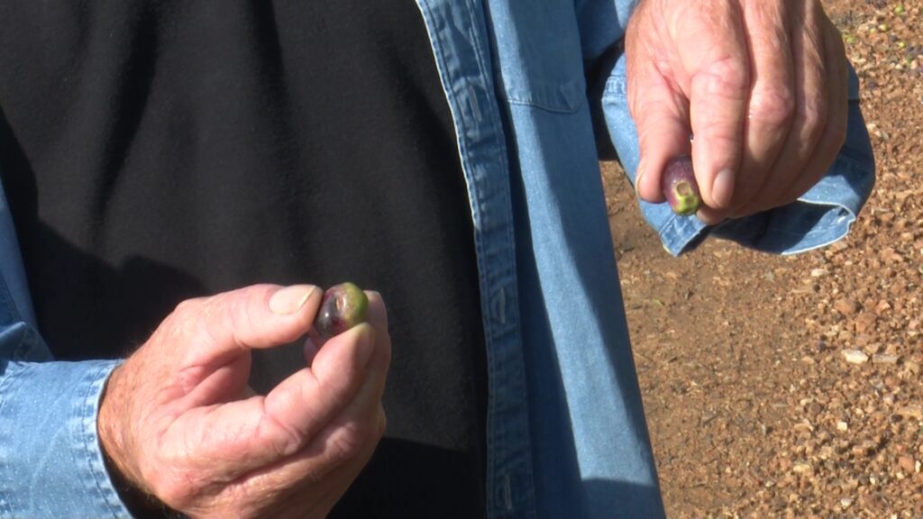 Detall de mans d'un pagès mostrant olives malmeses a les Terres de l'Ebre.