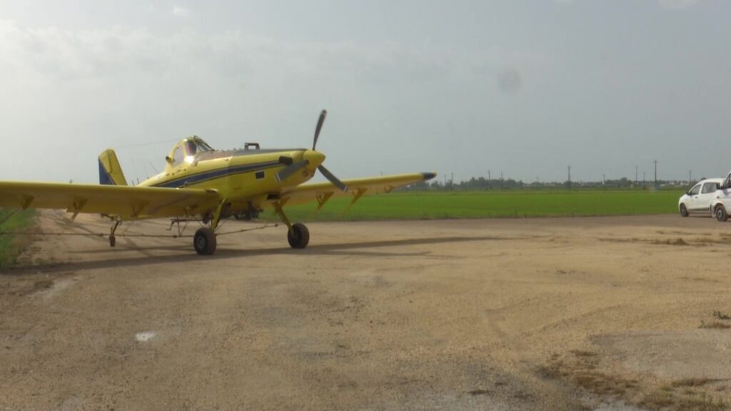 Avioneta de color groc realitzant tractaments contra el mosquit en un camí rural del delta de l'Ebre.