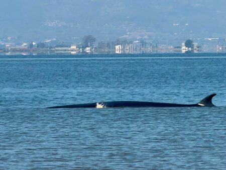 Balena encallada a la platja del Trabucador, al terme de la Ràpita.
