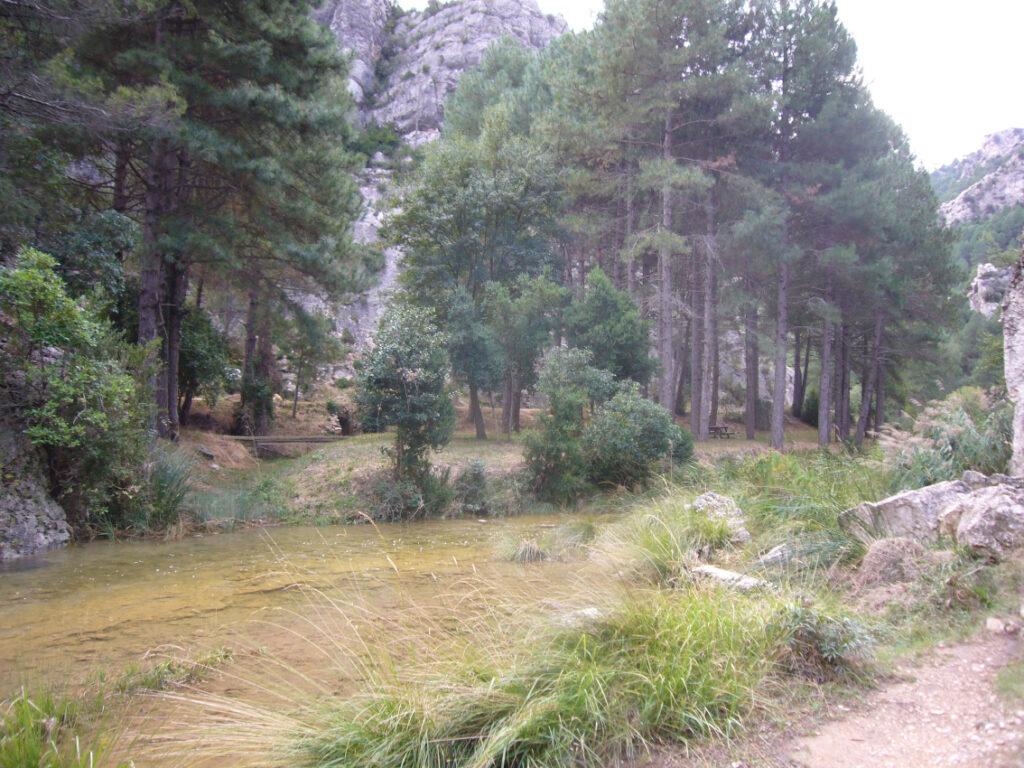 Entorn natural del massís del Port amb un riu de muntanya i pins en el futur traçat del futur camí natural entre Fredes i Beseit.