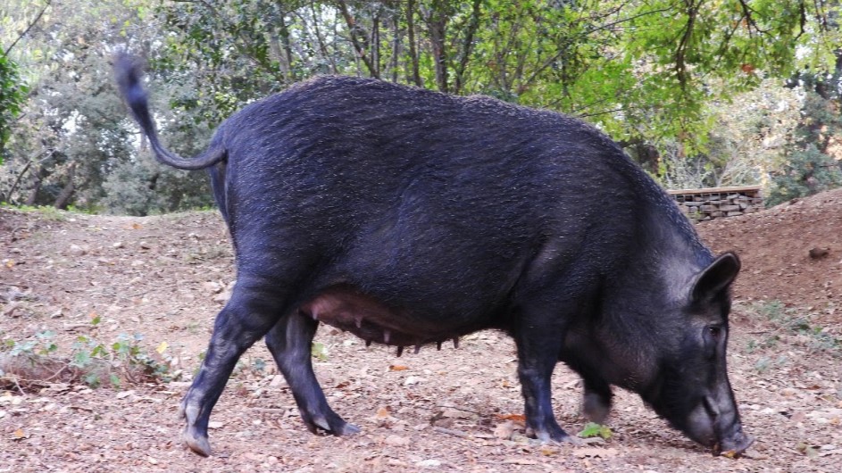 Agricultura activa un pla a les Terres de l’Ebre per reduir senglars i frenar el risc de tuberculosi