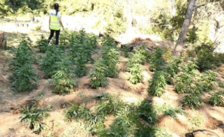 Plantació de marihuana a Corbera d'Ebre