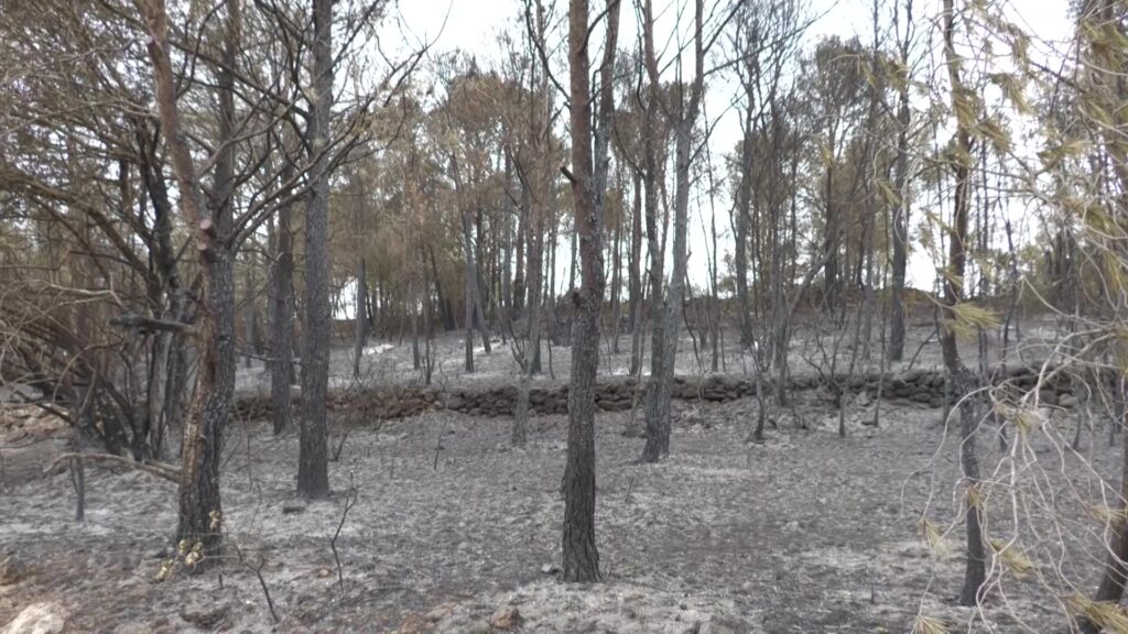 Bosc cremat i sotabosc afectat pel foc forestal al terme municipal de Paüls, a les Terres de l'Ebre.