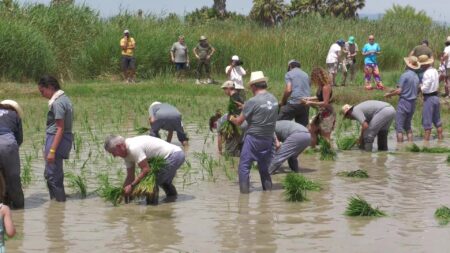 Hòmens i dones plantant arròs de forma tradicional a la finca de Bombita a Deltebre, Baix Ebre.