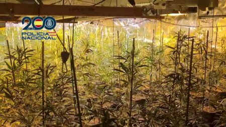 Plantació de marihuana indoor intervinguda per la Policia Nacional en una nau industrial d'Ulldecona, al Montsià.
