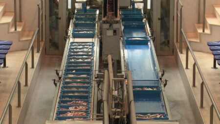 Caixes de peix a la cinta transportadora de la llotja de la Ràpita, a les Terres de l'Ebre