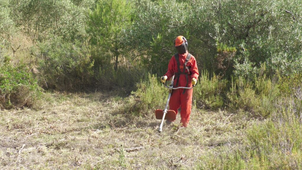 Treballadors forestals realitzant tasques d'estassada selectiva amb desbrossadores en una zona de bosc i matollar al Coll de la Granada, entre els municipis de Rasquera i el Perelló, a les Terres de l'Ebre.