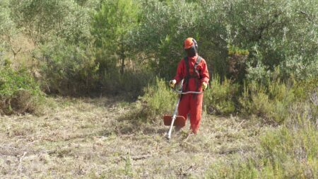 Treballadors forestals realitzant tasques d'estassada selectiva amb desbrossadores en una zona de bosc i matollar al Coll de la Granada, entre els municipis de Rasquera i el Perelló, a les Terres de l'Ebre.