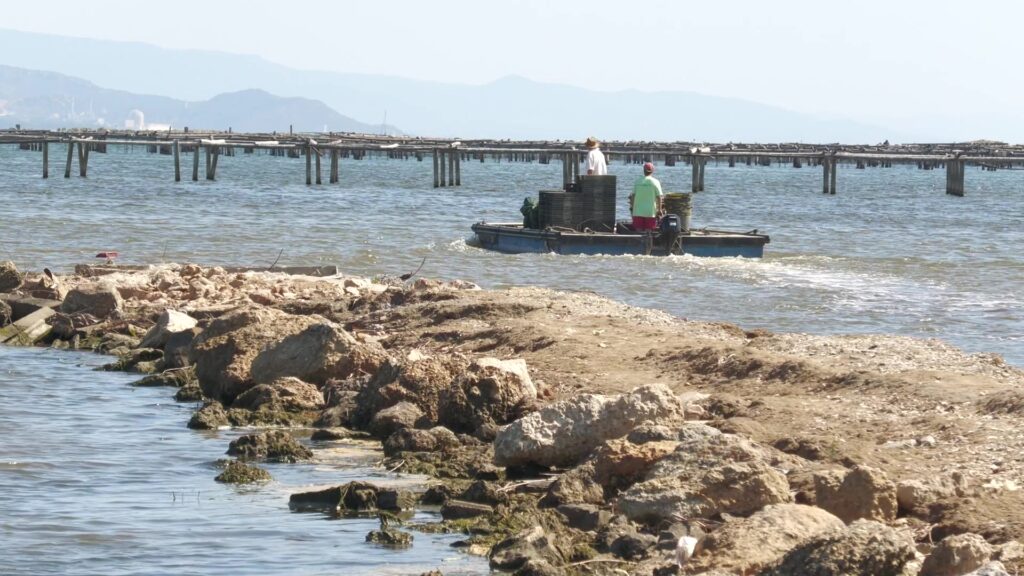 Embarcació de productors de musclo navegant prop de les musseres a la badia del delta de l'Ebre, Deltebre.