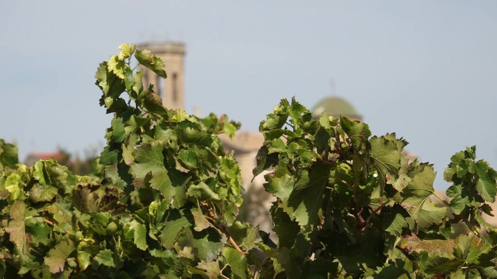 Detall de les fulles verdes d'un cep en un camp de vinyes cultivades amb un poble difuminat al fons de la imatge.