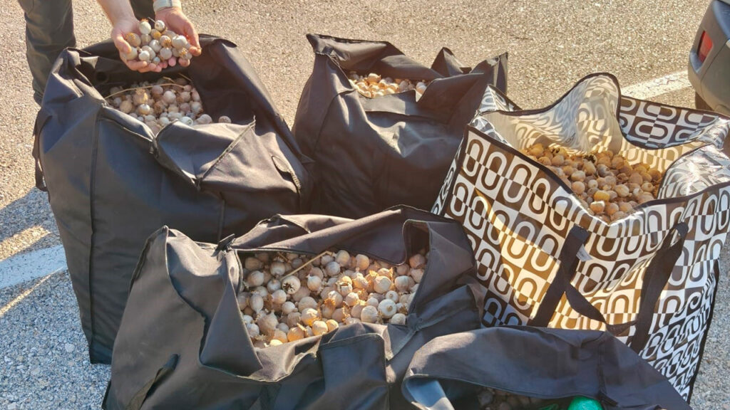 Un agent de la Guàrdia Civil inspecciona una de les cinc bosses plenes de càpsules d'adormidera comissades a l'Aldea, al Baix Ebre.