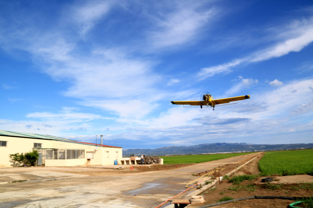 Avioneta groga de fumigació volant a baixa altura sobre els arrossars verds del delta de l'Ebre.