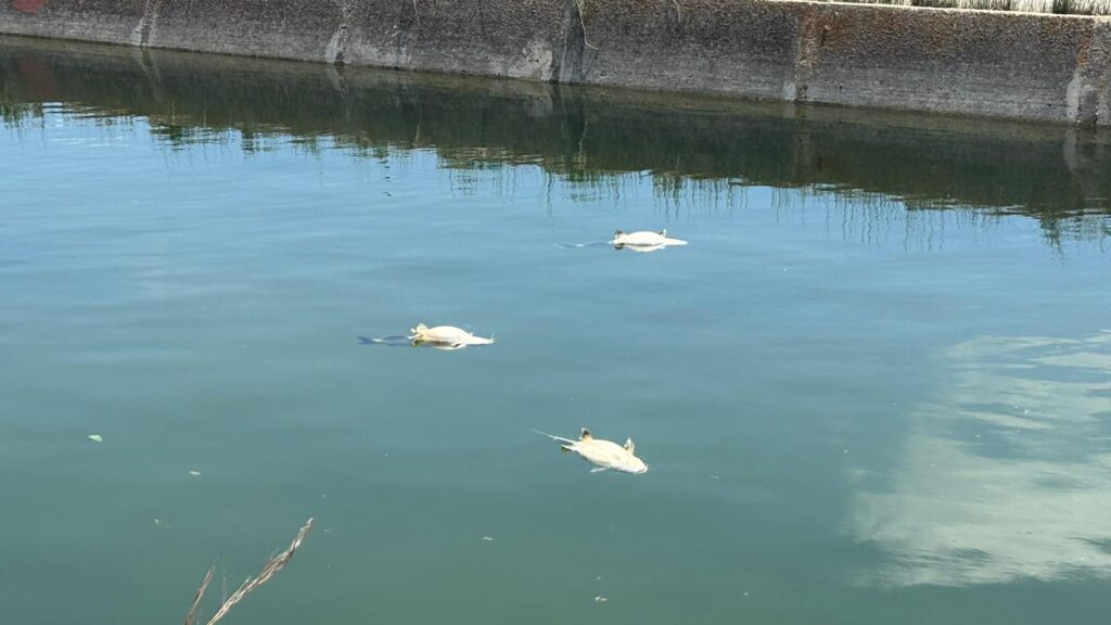 Imatge de peixos morts al canal de la DReta de l'Ebre a l'alçada de Sant Jaume d'Enveja