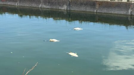 Imatge de peixos morts al canal de la DReta de l'Ebre a l'alçada de Sant Jaume d'Enveja