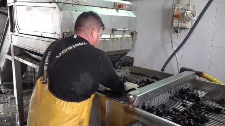 La calor avança l’escalfament de l’aigua a les badies del Delta, posant en risc la producció de musclo Treballador processant i triant musclos a una planta d'aqüicultura.