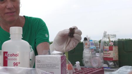 Investigadora del CSIC amb un exemplar de ratpenat estudiat al delta de l'Ebre
