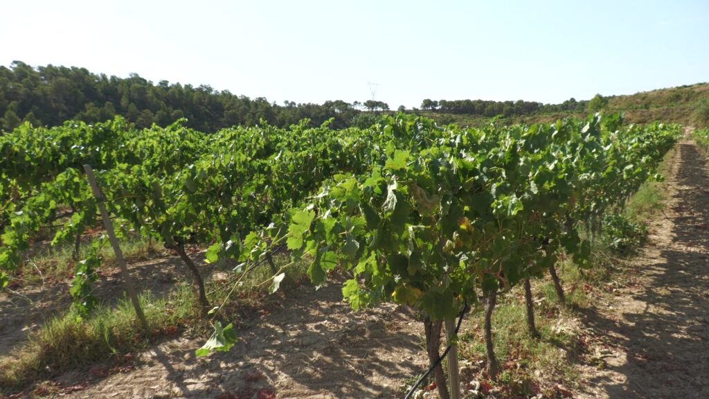 Camps de vinyes a Batea, a la Terra Alta, durant la campanya de la verema en verd.