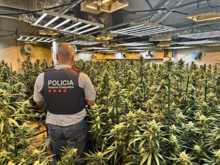 Desmantellada una plantació de marihuana en un habitatge Roquetes