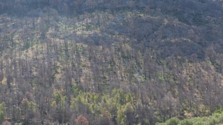 Els alcaldes lamenten la lentitud d’administracions superiors un any després de l’incendi del Baix Ebre