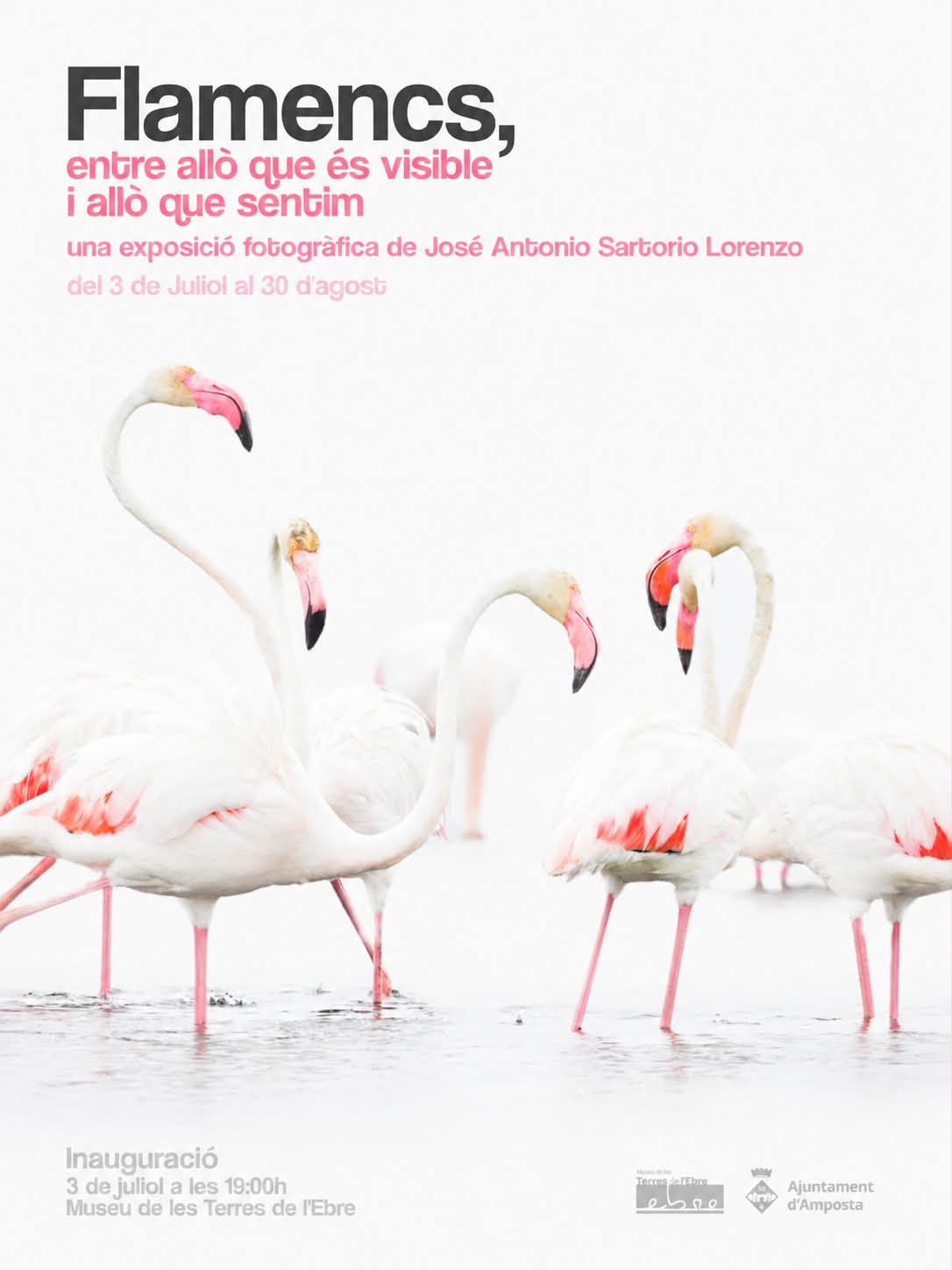 Cartell de l'exposició fotogràfica sobre flamencs de José Antonio Sartorio al Museu de les Terres de l'Ebre, a Amposta.