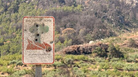 La recuperació del bosc, assignatura pendent un any després de l’incendi de Paüls