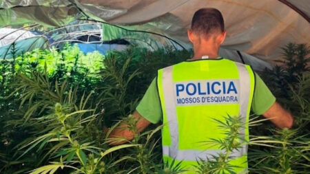 Desmantellada una extensa plantació de marihuana a Tivissa distruibuïda en vuit hivernacles